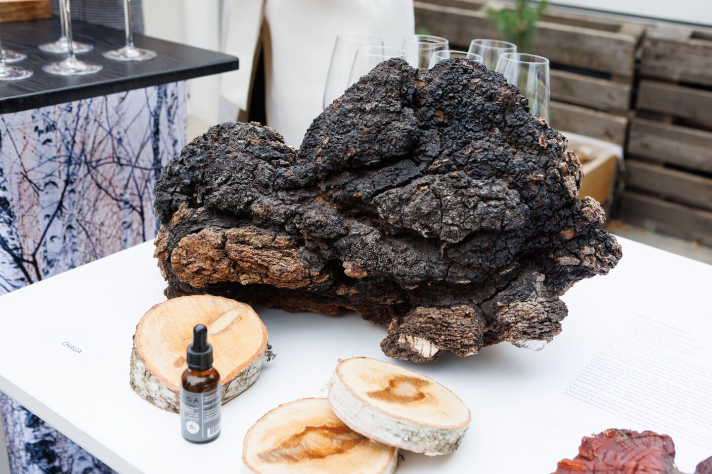 Grow Chaga on live birch trees and manage the forest sustainably ...