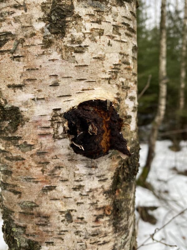 Grow Chaga on live birch trees and manage the forest sustainably!