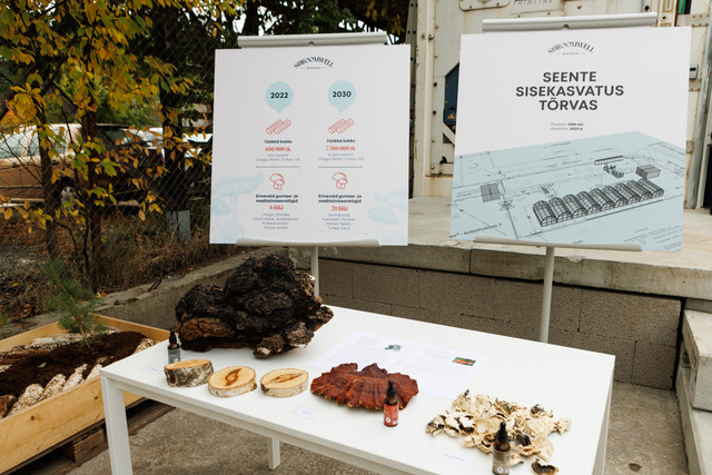 Silver Laus, CEO of Chaga OÜ: "The scientific world's interest in mushrooms today is enormous, and related research has grown at an insane pace."