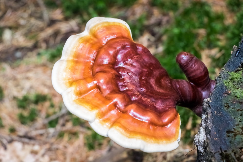 Grow medicinal mushrooms on tree stumps and generate a side income source for forest management!