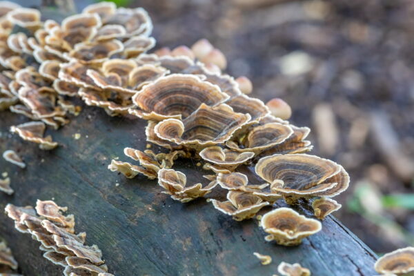 Grow medicinal mushrooms on tree stumps and generate a side income source for forest management!