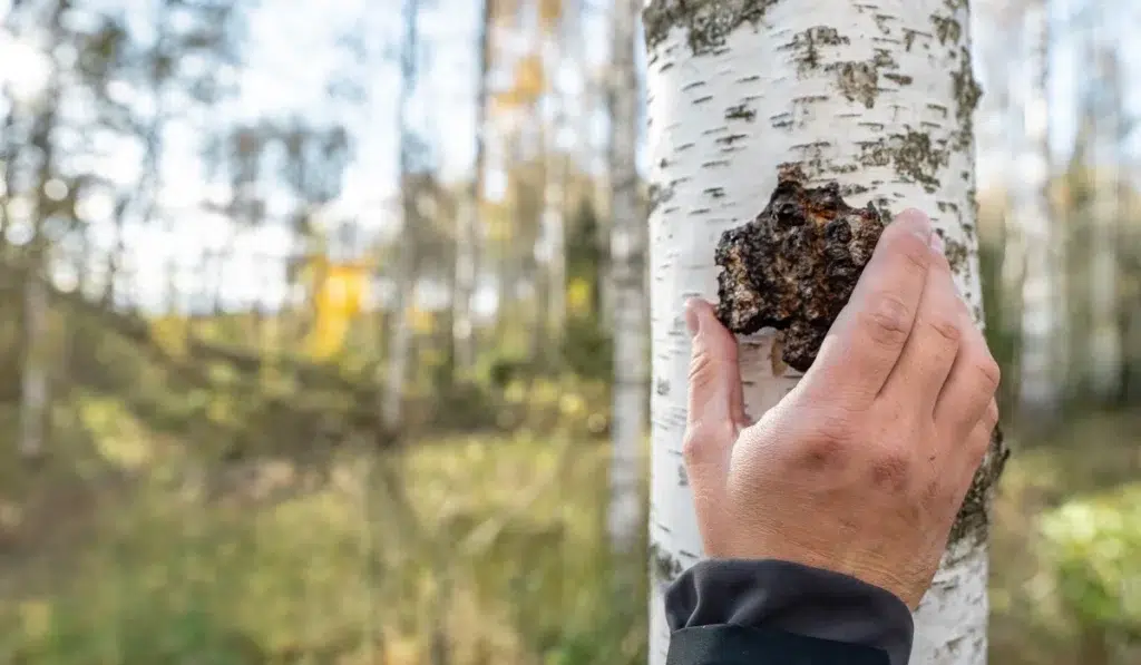 Growing Chaga with Shroomwell