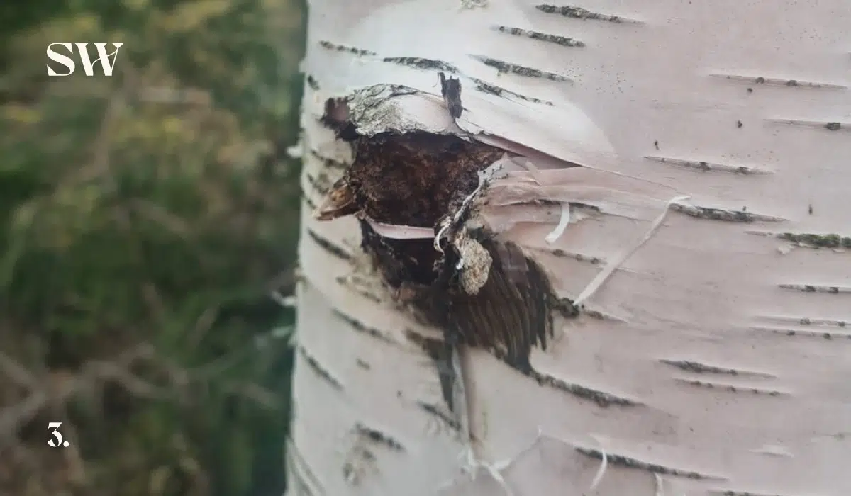 Growing Chaga with Shroomwell 3