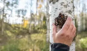 Growing Chaga with Shroomwell