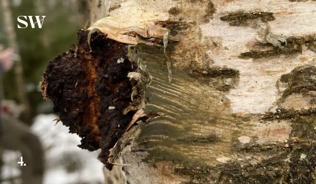 Growing Chaga with Shroomwell 4