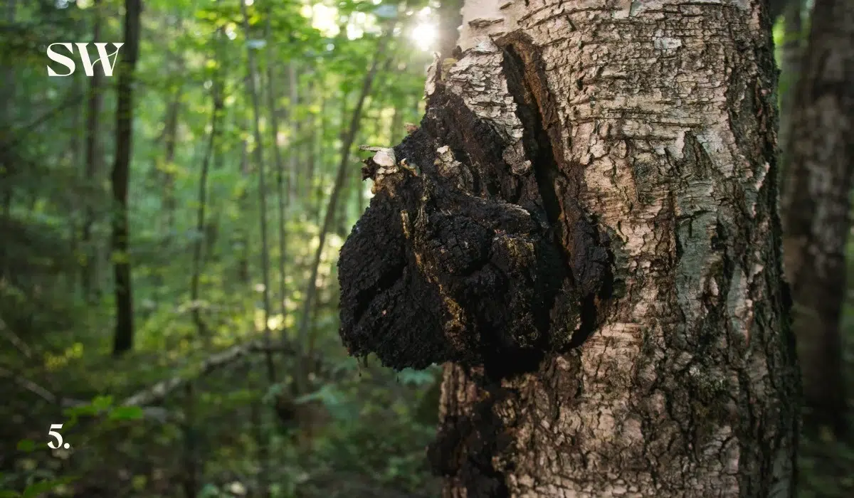 Growing Chaga with Shroomwell 5